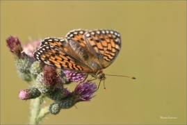 <p>PERLEŤOVEC VELKÝ ( (Argynnis aglaja) ---- /Dark green fritillary - Großer Perlmutterfalter/</p>